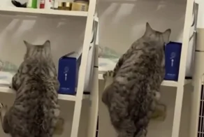 Кот пытается забраться на полку