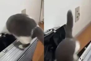 Кот самоупаковался в чемодан