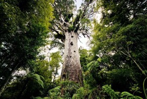 Тане Махута: древний властелин леса