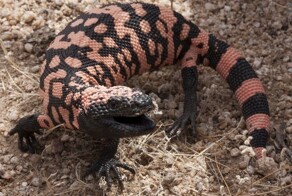 Шкала боли: 10 существ с самыми болезненными укусами и уколами