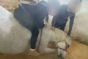 В Нижнем Новгороде ученицы конной школы избили лошадь и попали под проверку