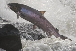 В Швеции в естественной среде обитания нашли лосося на антидепрессантах