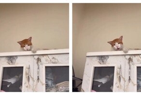 Кот сказал что-то важное