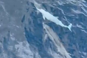 В водах Тайваня сняли редкого белого дельфина