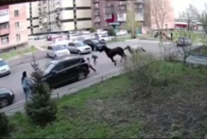 Два сбежавших коня сбили девочку во дворе дома