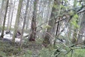 В российском заповеднике живёт дятел, уничтожающий фотоловушки