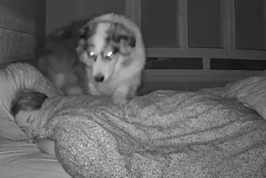 Скрытая камера показала, что делает собака ночью