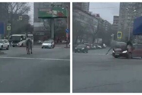 Конь сбежал от хозяина и устроил ДТП в Хабаровске