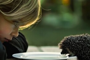 Всё вразнобой 