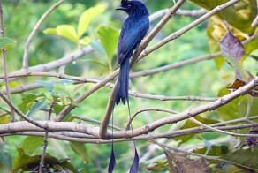 От павлина до скорпиона: 10 хвостов, которые перевернут ваше представление о природе