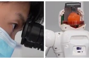 В Китае учёные вырастили мини-мозг и подключили его к роботу