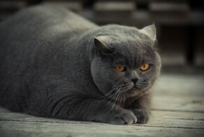 Из жизни упитанных котов