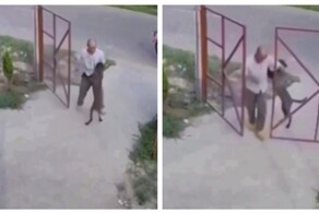 Собака не хочет расставаться с хозяином