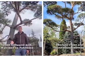 Сколько стоит посадить сосну на Рублёвке