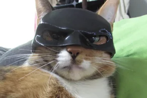 20 полезных навыков, которым можно научиться у шерстяных гуру