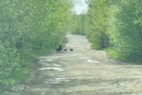 Купающаяся в луже медведица попала на видео