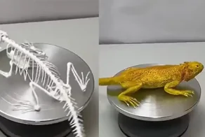 Ящерица из сахарной мастики