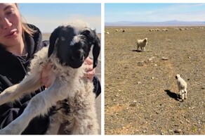 Туристы спасли маленького барашка в Монголии