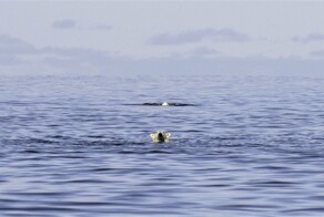 На общую тему&nbsp;