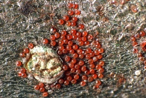 Плодовый клещ: маленькие красные жучки на листьях