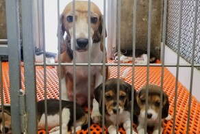 NIH закрыло последнюю лабораторию после десятилетий жестоких экспериментов на биглях