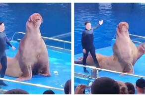 Морж Миша станцевал под «Смуглянку»