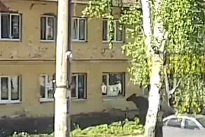 Попытка лося запрыгнуть в окно квартиры