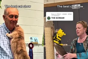 Лучшая работа в мире: в Сети показали, как презентуют котиков на выставках