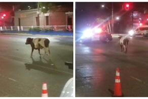 В Чили сбежавшая от хозяев корова сбила с ног полицейского, который пытался поймать её