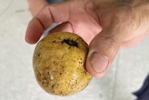 Российские туристы попробовали дикой хурмы в Таиланде и получили удар по кошельку и здоровью