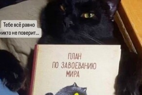 Китайцы создают программу, способную «переводит» кошачий язык на человеческий