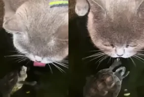 «Пошел вон!»:  котейка превратил домик черепахи в личную поилку