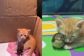 Пригрел пернатого друга