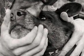 Хвостатые солдаты