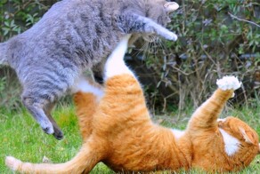 Коты те ещё рестлеры