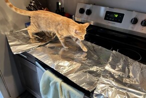 Коты и фольга – странное, но зачастую забавное сочетание