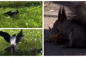Девушки спасли бельчонка от вороны