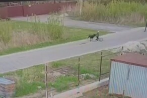 Алабай напал на ребёнка в Подмосковье