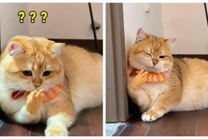 Коты и маленькие ручки