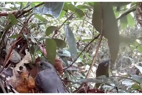 Отличная природная маскировка птенцов серой аулии