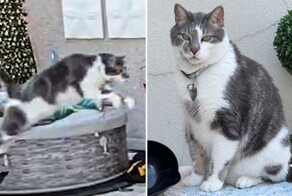 Кот совершил самый длинный в мире прыжок