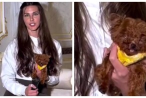 Миниатюрный пёс, который помещается в чашку