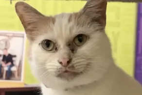 Никто не хочет брать кота из приюта из-за особенностей внешности — «грязной» мордочки
