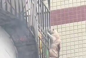 Кот чудом спасся из горящей квартиры