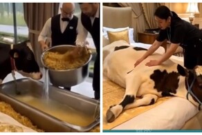 В Швейцарии открыли отель для коров