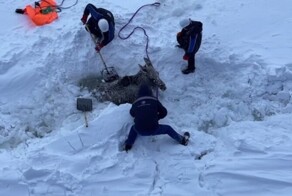 Моряки спасли лосиху на&nbsp;Енисее