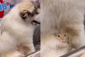 Кот спрятался в шерсти пса
