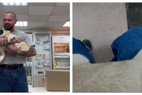 Как найти клеща на теле животного с помощью смартфона