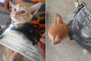 Пожарные помогли котёнку, застрявшему головой в автомобильной фаре