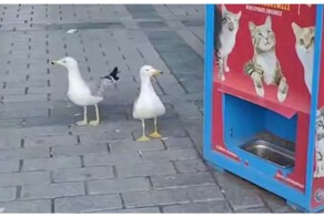 Чайка научилась мяукать